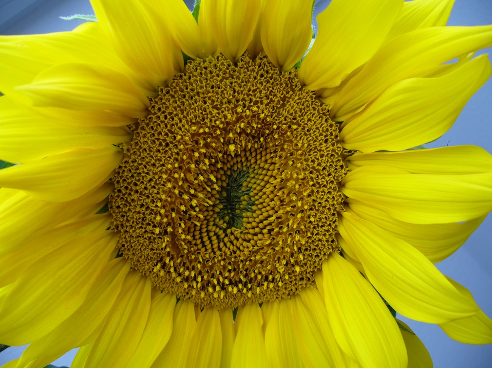 Sonnenblume - freundlich zu mir sein